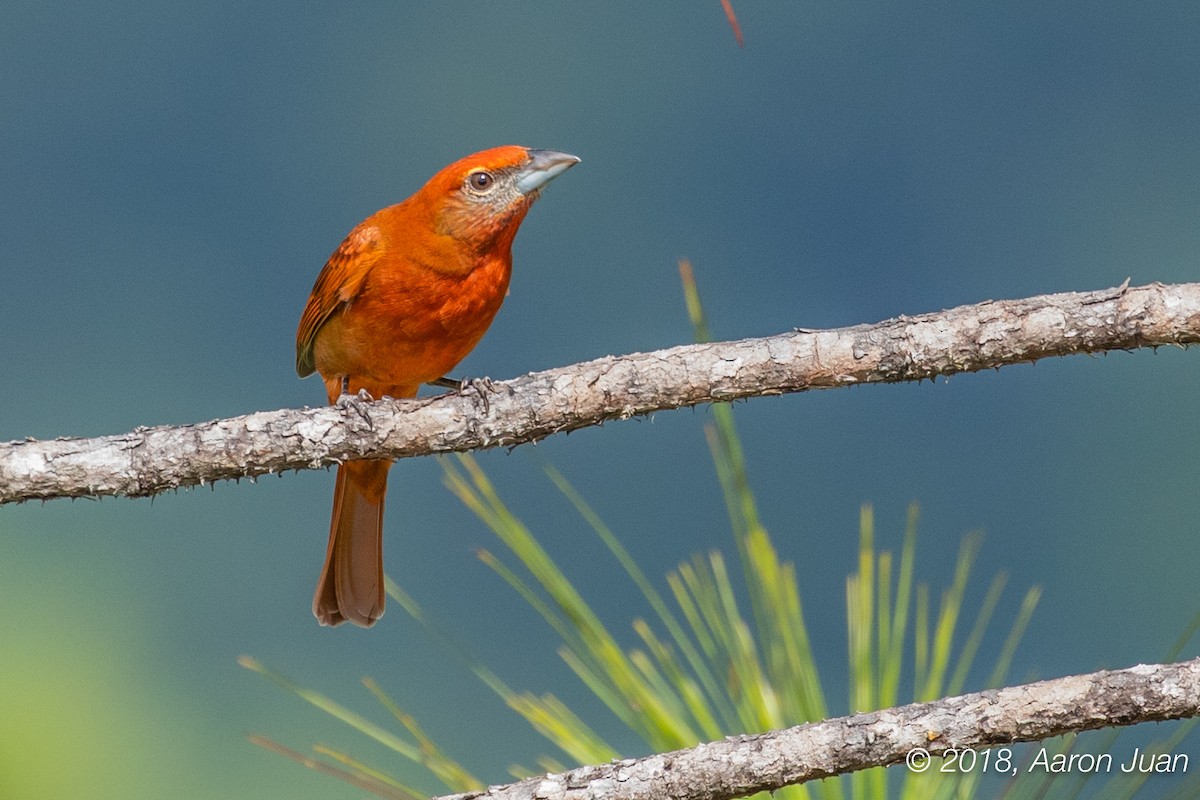 Hepatic Tanager - ML122522471