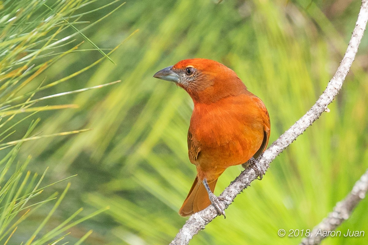 Hepatic Tanager - ML122522521