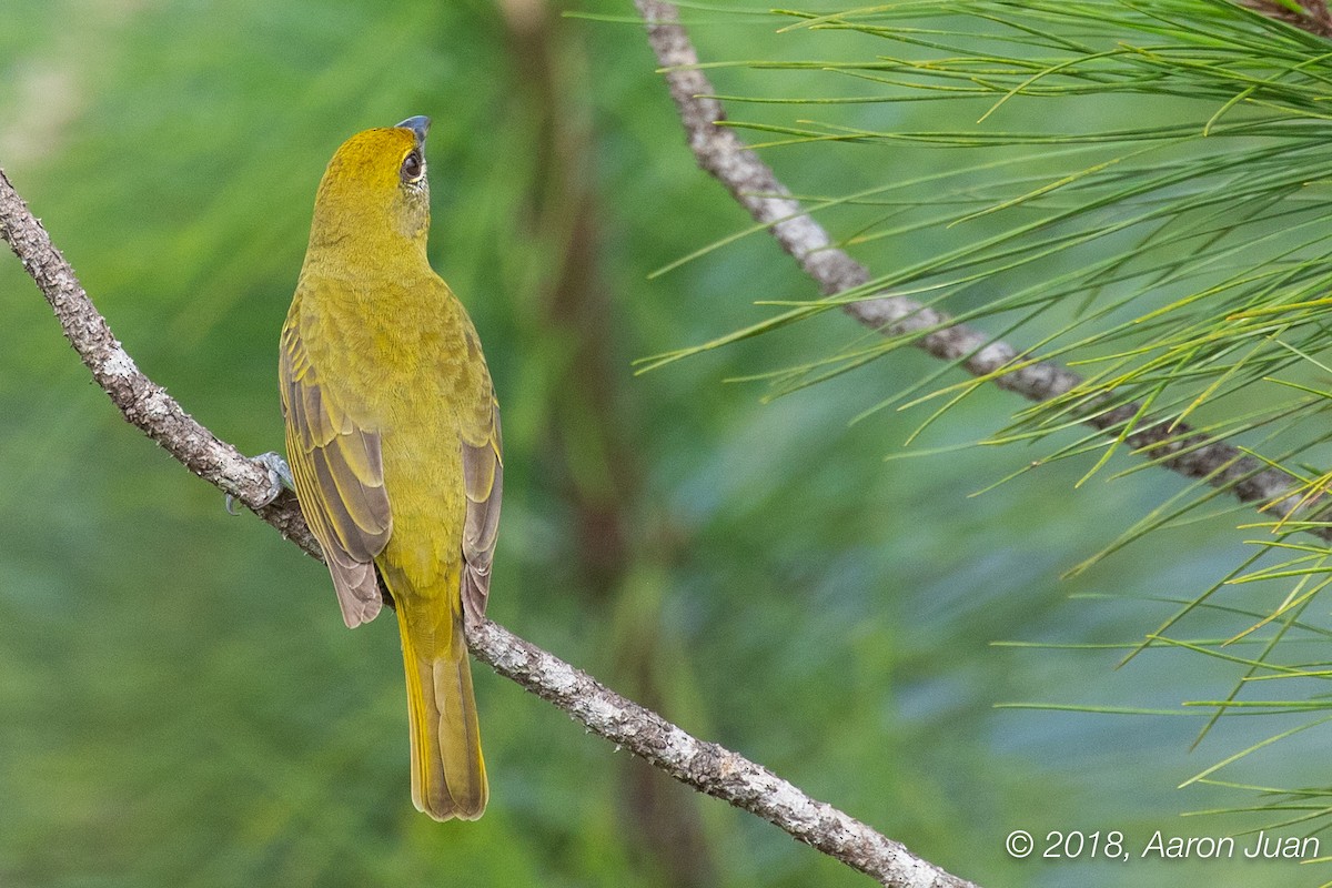 Hepatic Tanager - ML122522551