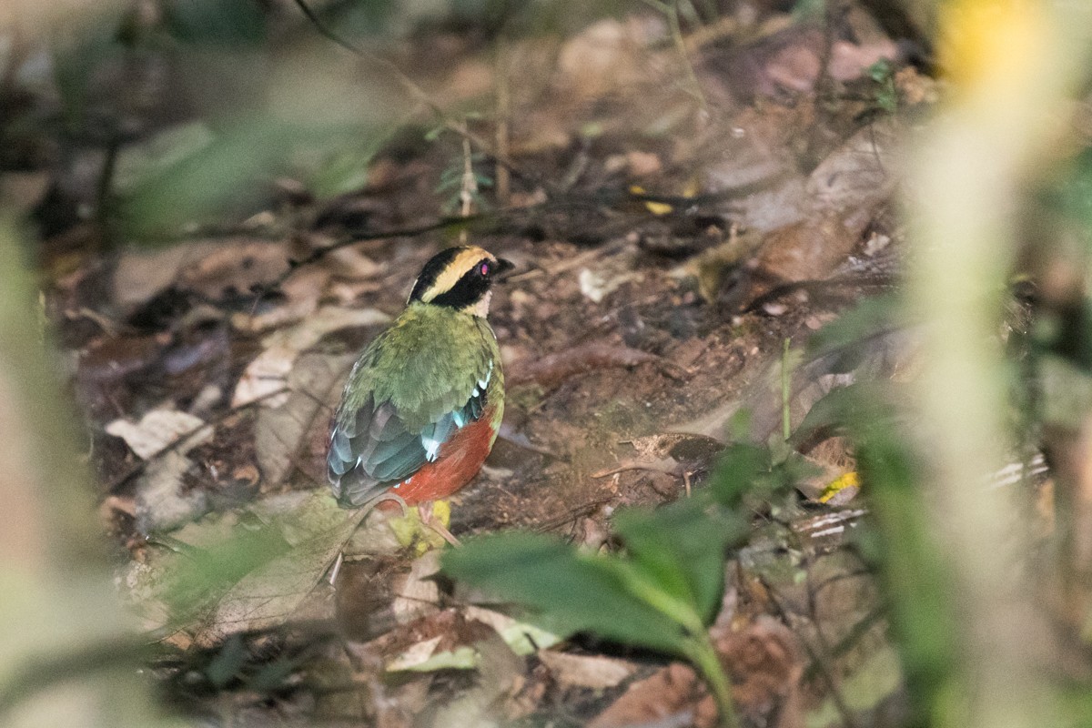 Green-breasted Pitta - ML122528931