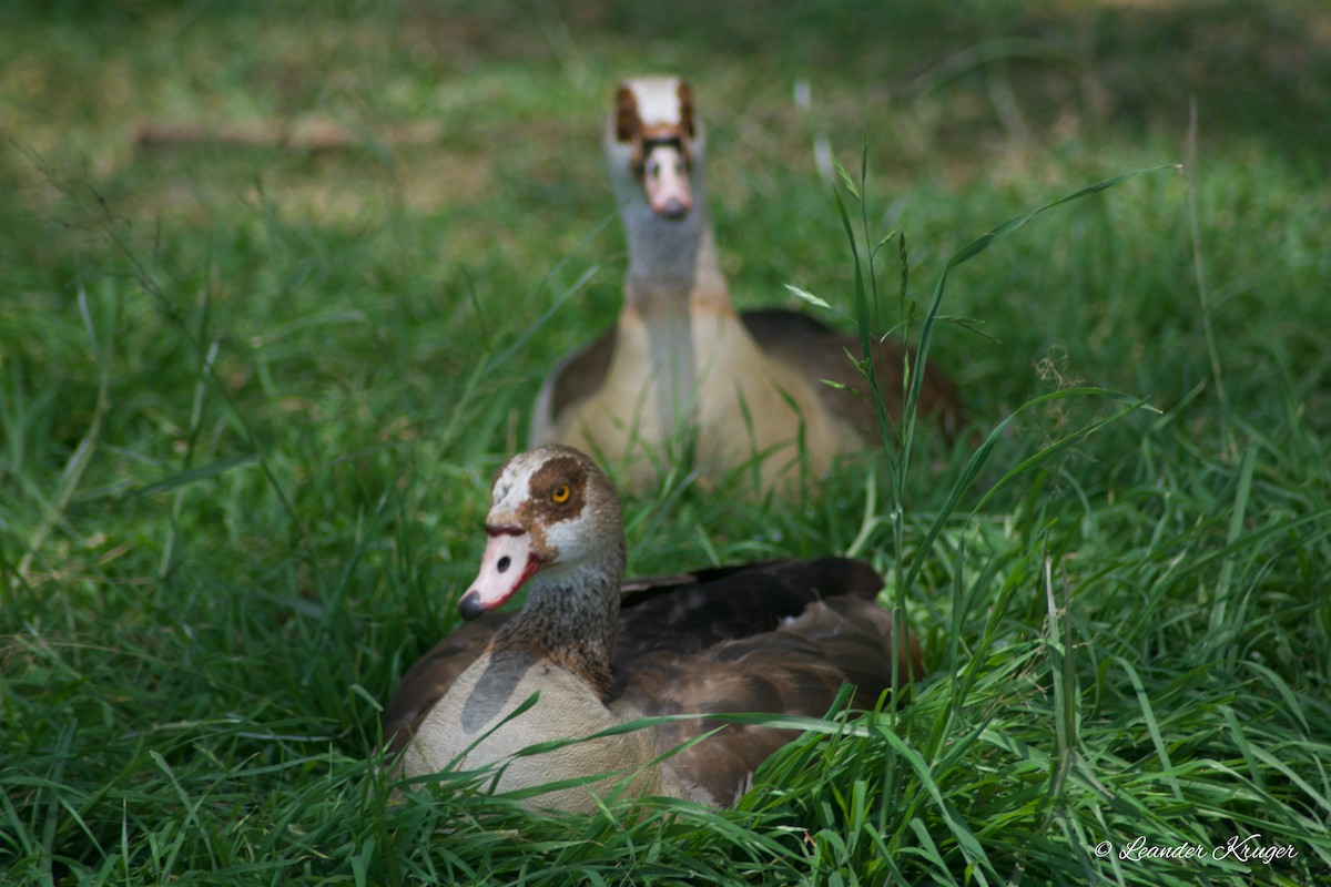 Egyptian Goose - Leander Krueger