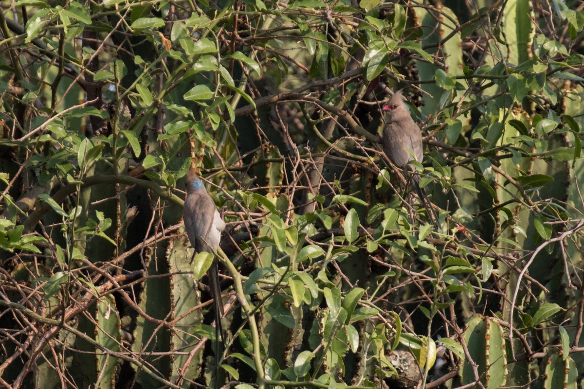 Blue-naped Mousebird - Raphael Lebrun