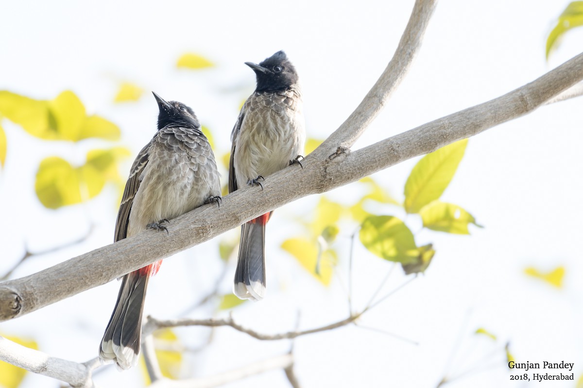 Red-vented Bulbul - ML122535801