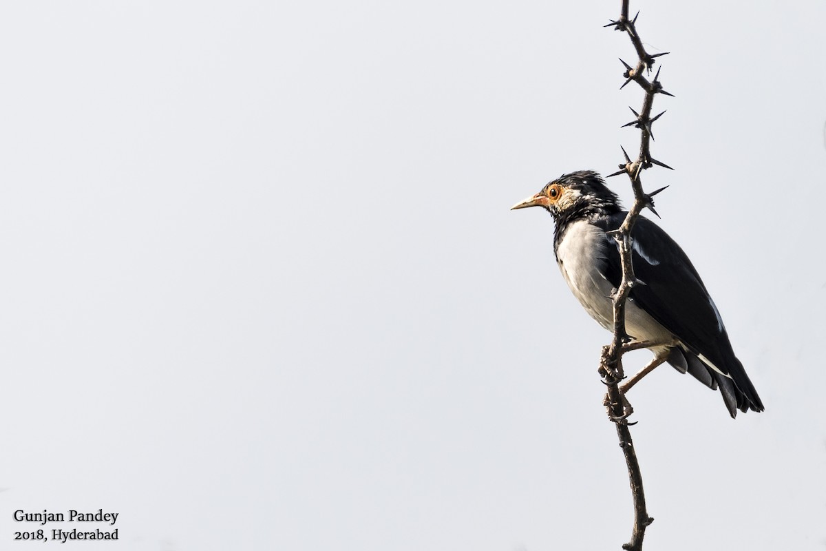 Indian Pied Starling - ML122535851