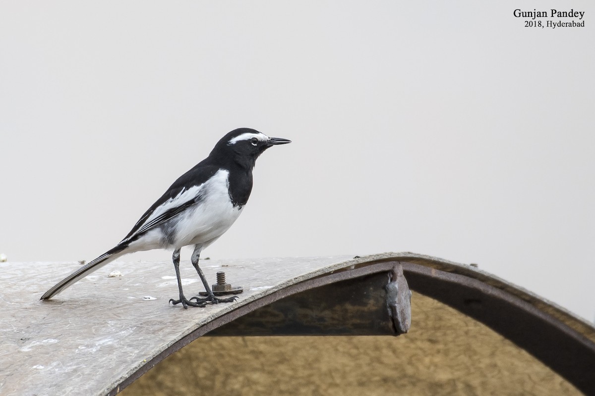 White-browed Wagtail - ML122535871