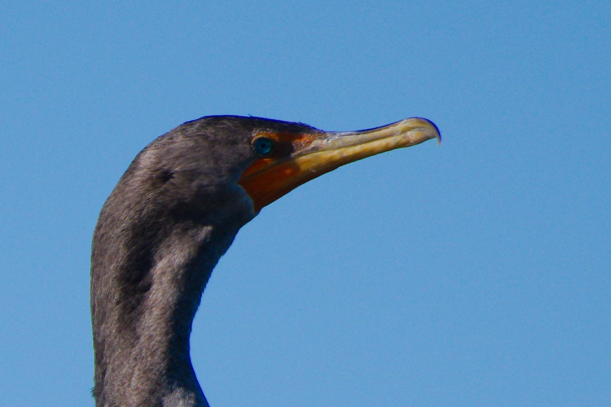 Double-crested Cormorant - Rick Beaudon