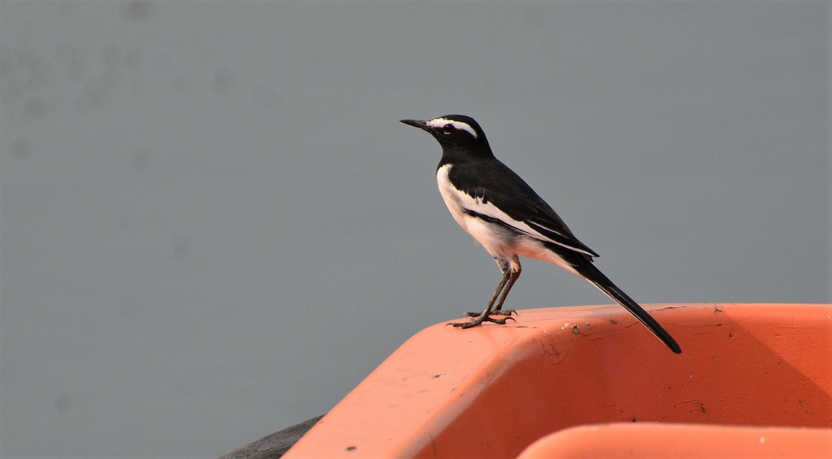 White-browed Wagtail - ML122539701