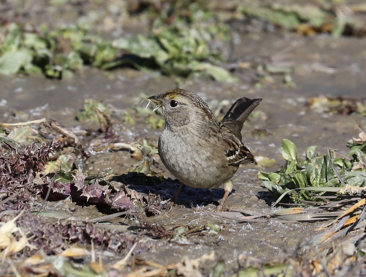 Golden-crowned Sparrow - Lynn Duncan