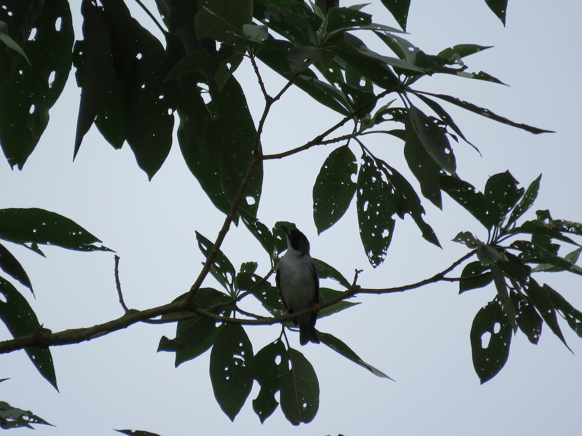 Hooded Tanager - ML122541631