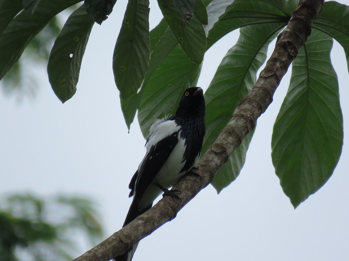 Magpie Tanager - ML122542201