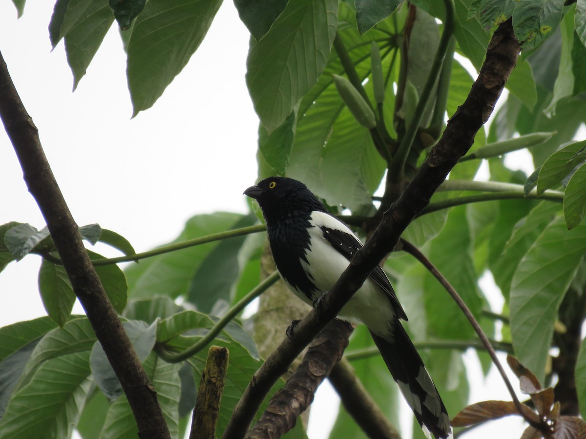 Magpie Tanager - Marco Fidalgo