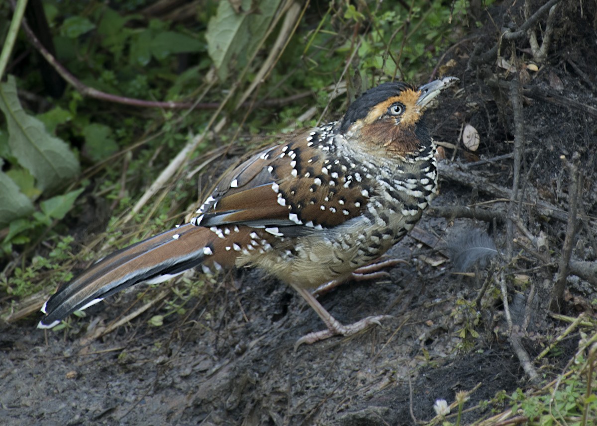 Spotted Laughingthrush - Biswanath Mondal