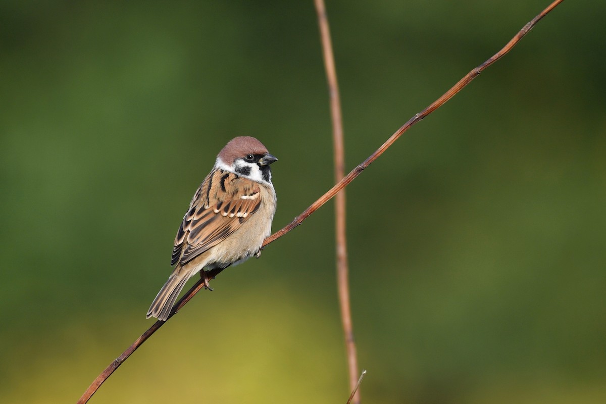 Eurasian Tree Sparrow - Yasuhiko Komatsu