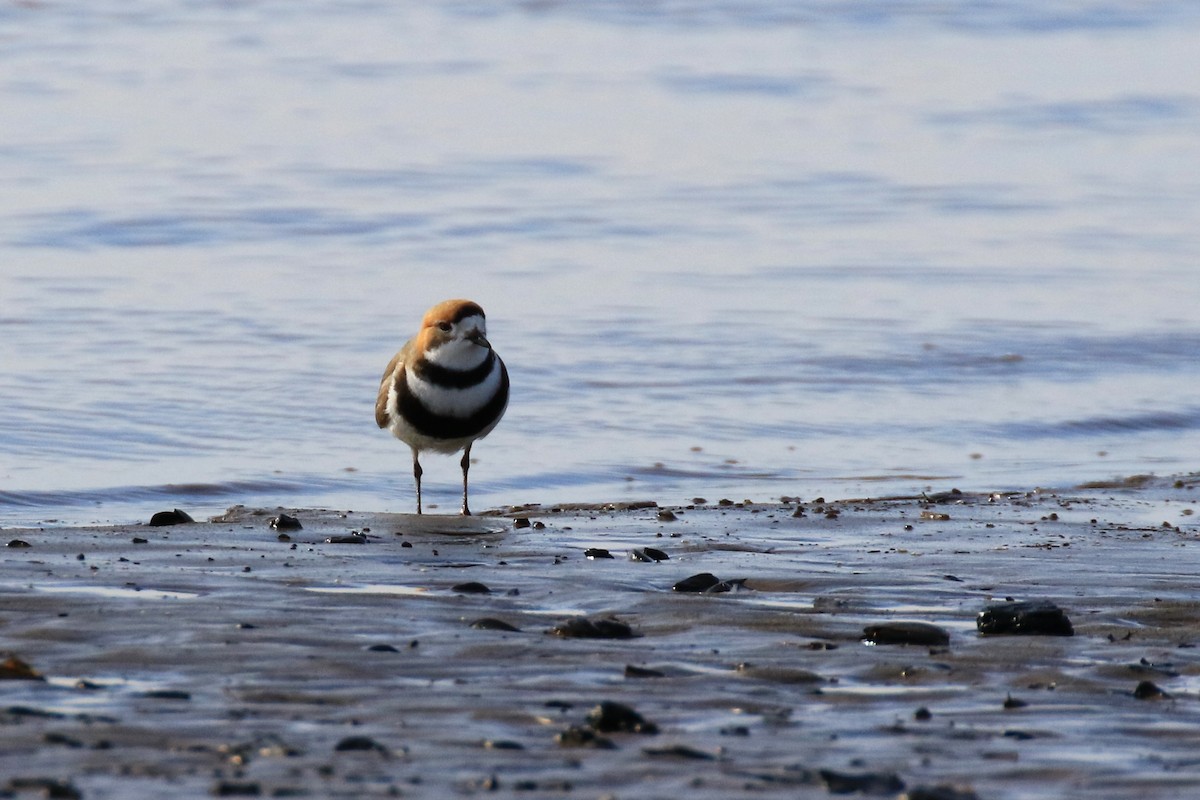 Two-banded Plover - ML122543851