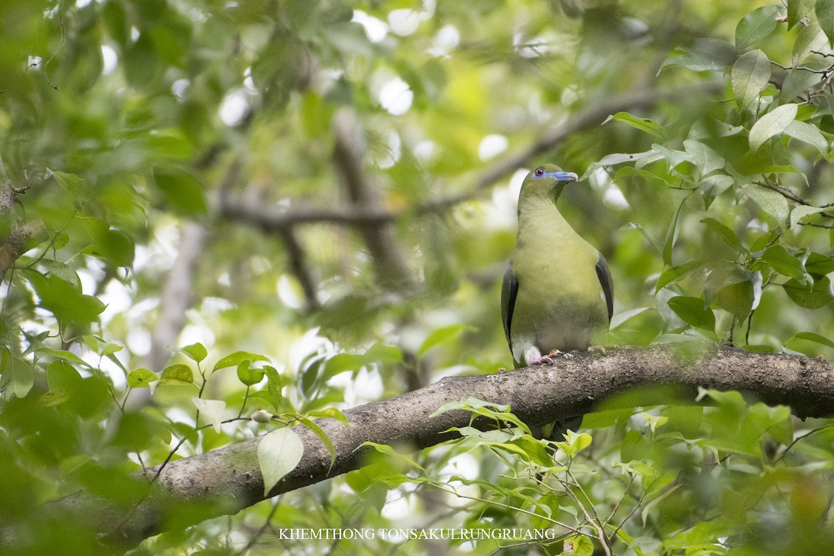 Yellow-vented Green-Pigeon - ML122543991