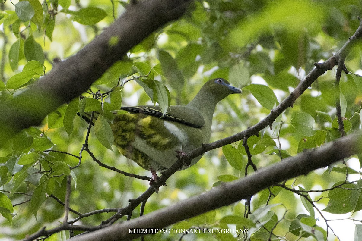 Yellow-vented Green-Pigeon - ML122544001