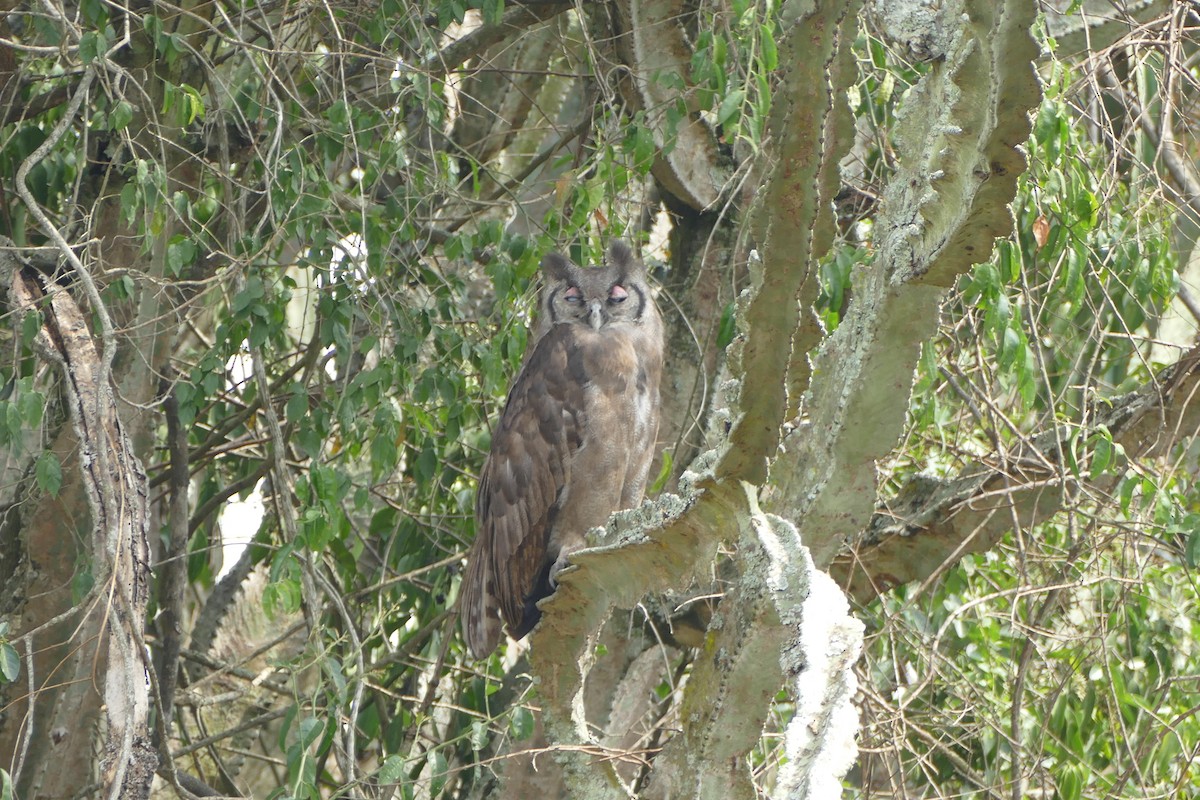 Verreaux's Eagle-Owl - Ronald de Mol