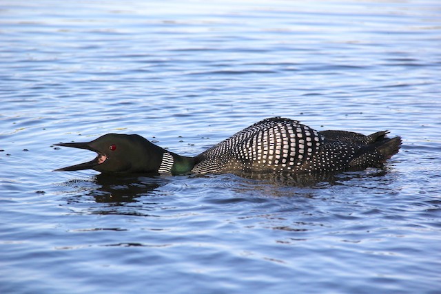 OFFICIAL VIDEO) LOON CALLS AT NIGHT / COMMON LOON VOICES 