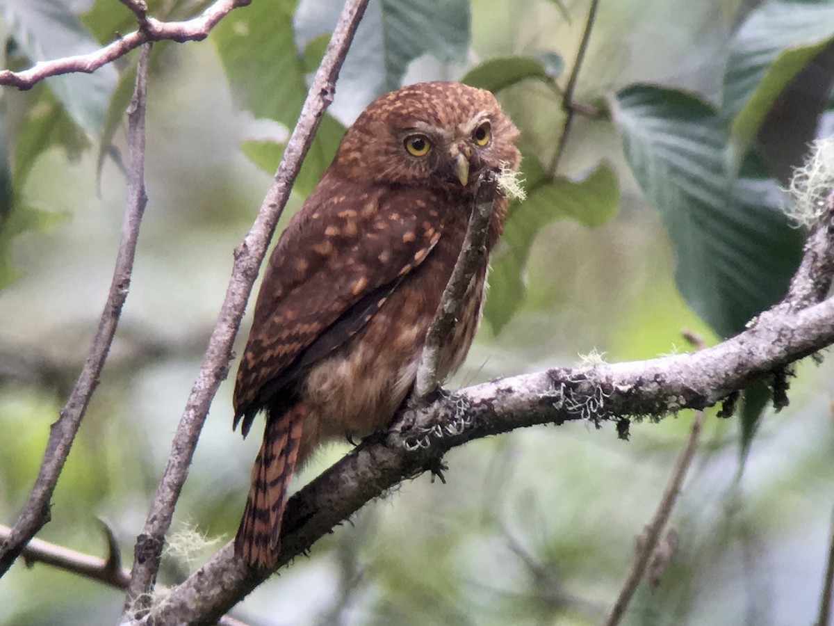 Yungas Pygmy-Owl - ML122548821