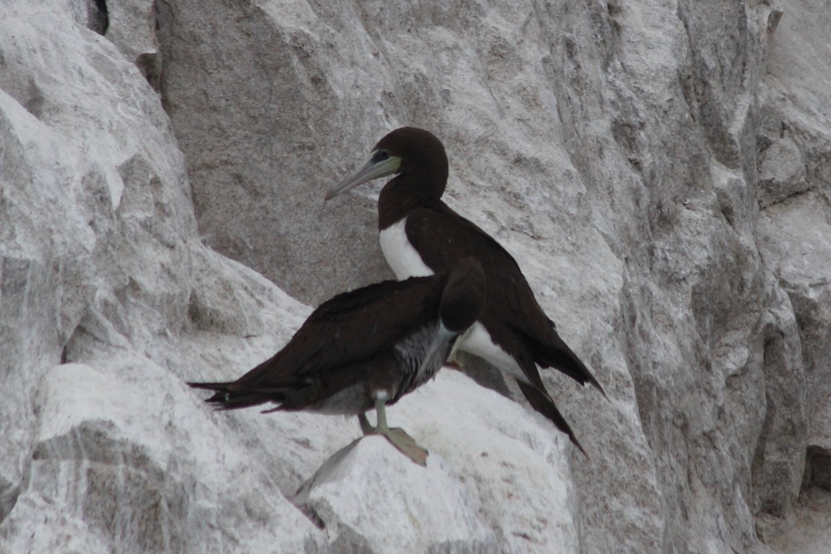 Brown Booby - ML122549161