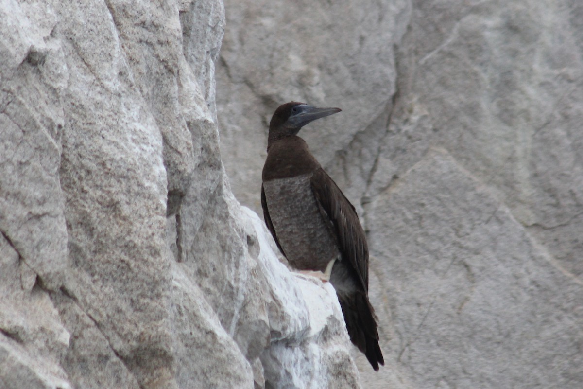 Brown Booby - ML122549191