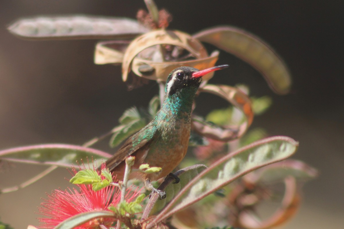 Xantus's Hummingbird - Robert Gowan