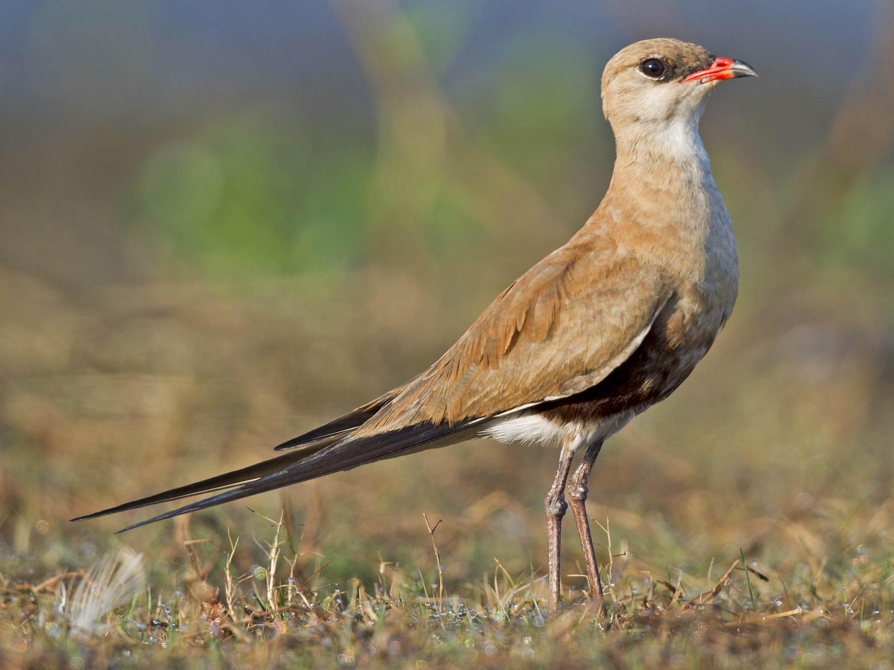 Australian Pratincole - Mat Gilfedder