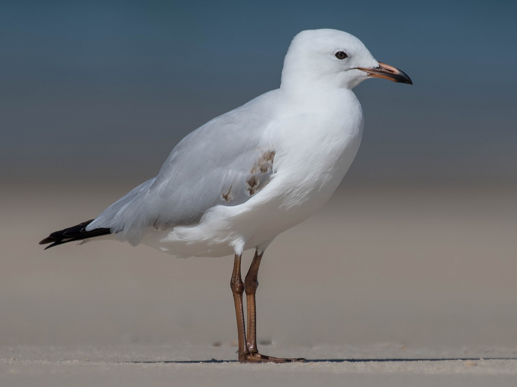 Silver Gull - eBird