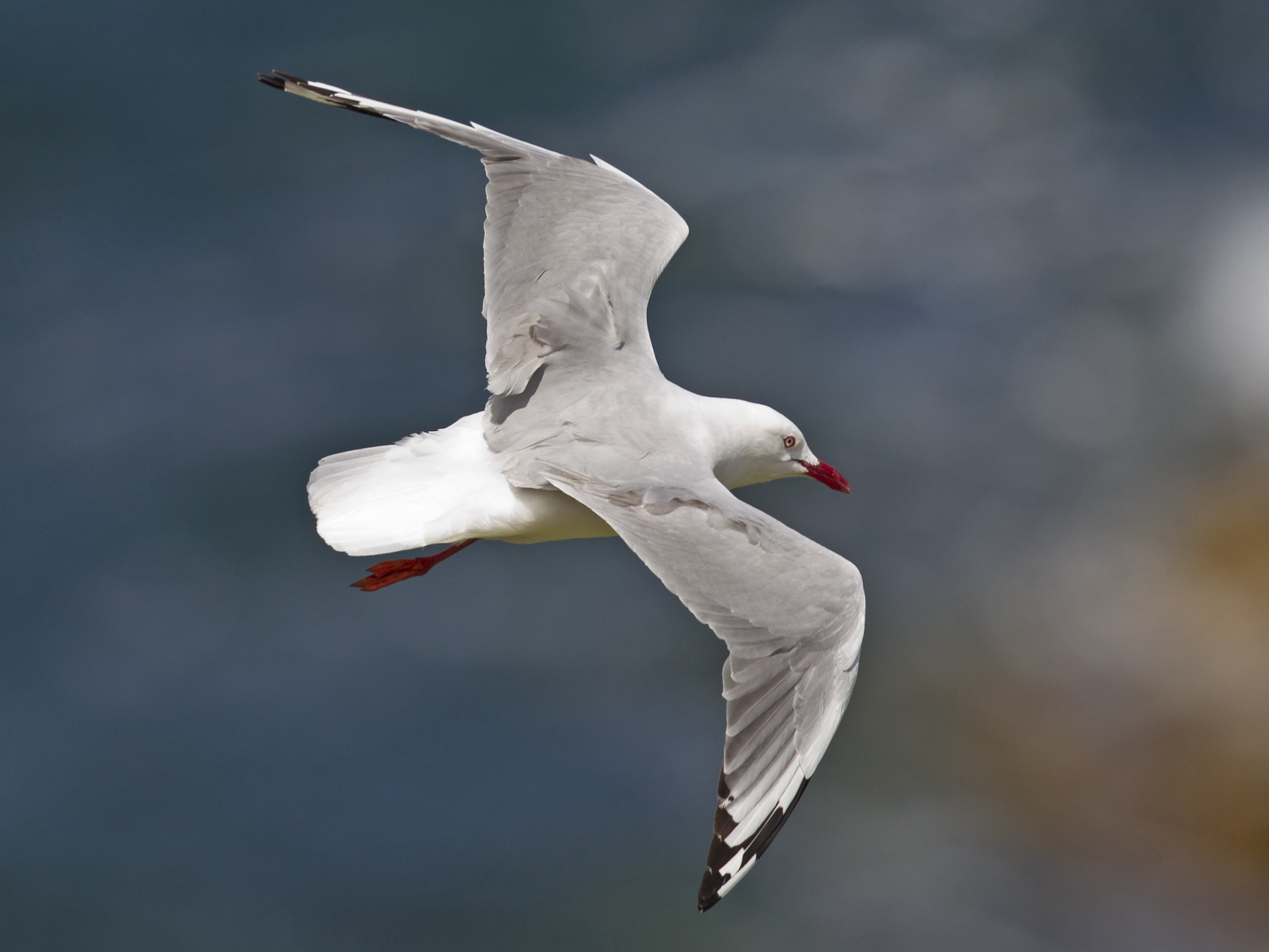 Silver Gull - eBird