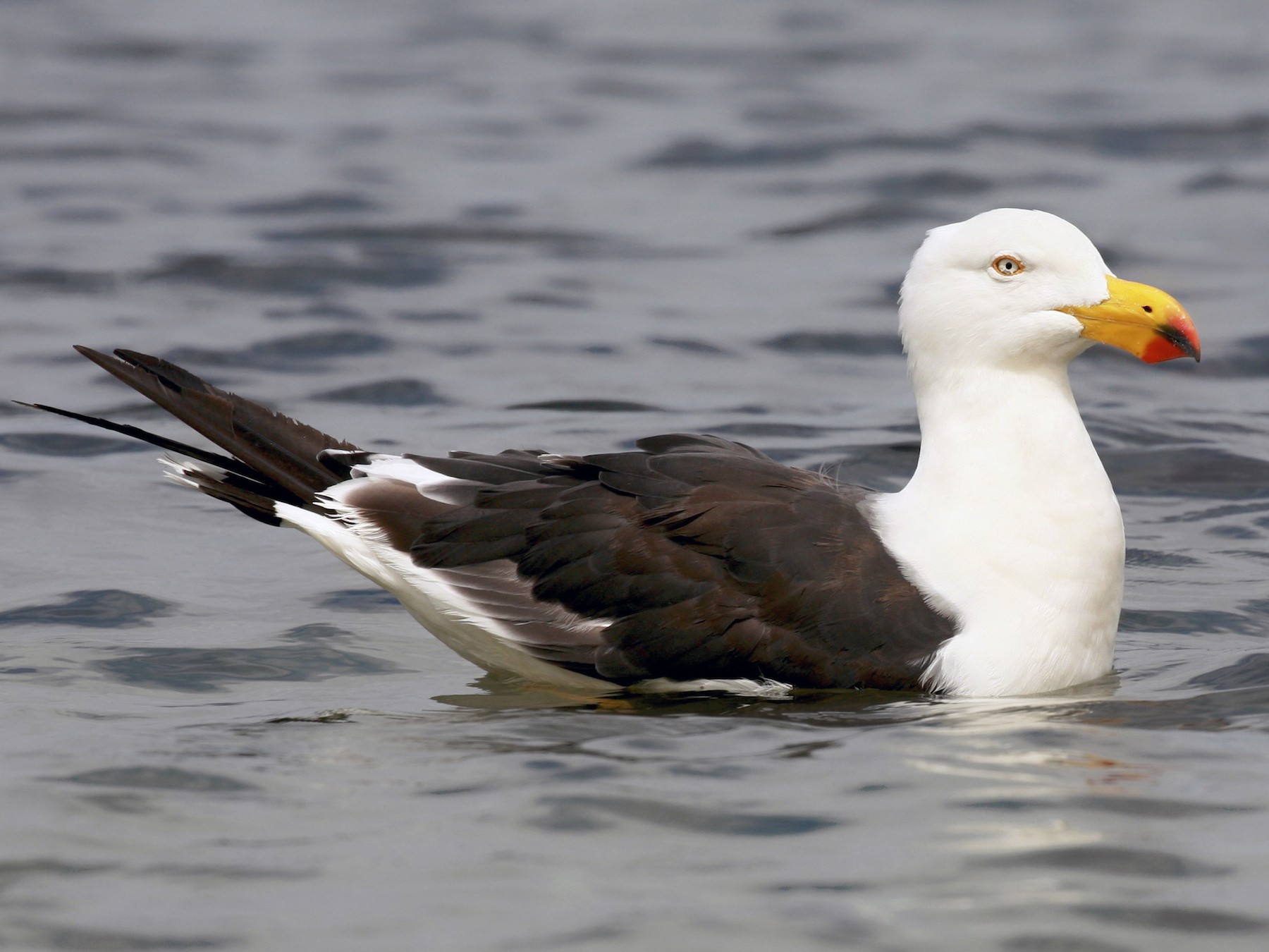 Pacific Gull - Anonymous