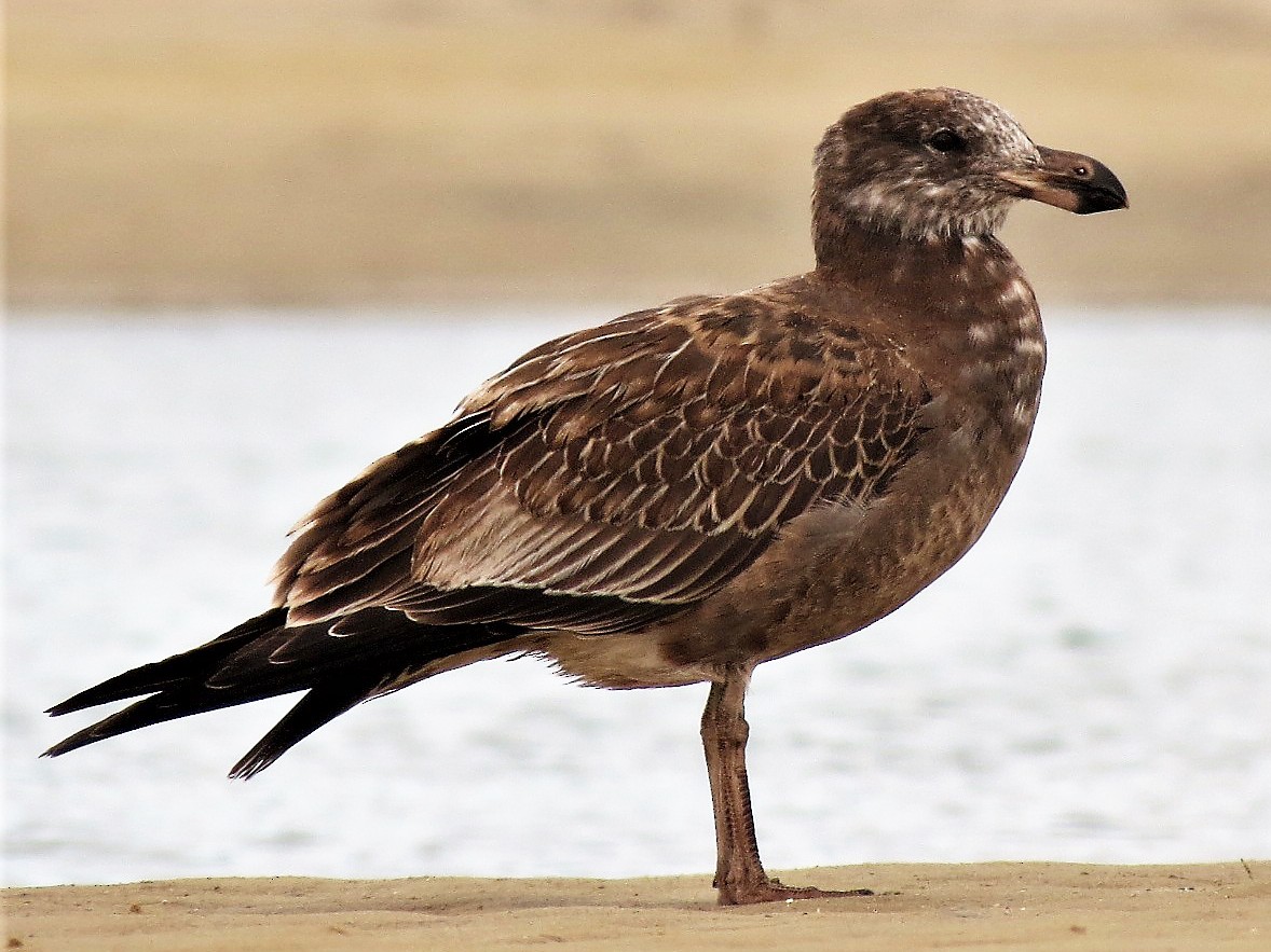 Pacific Gull - eBird