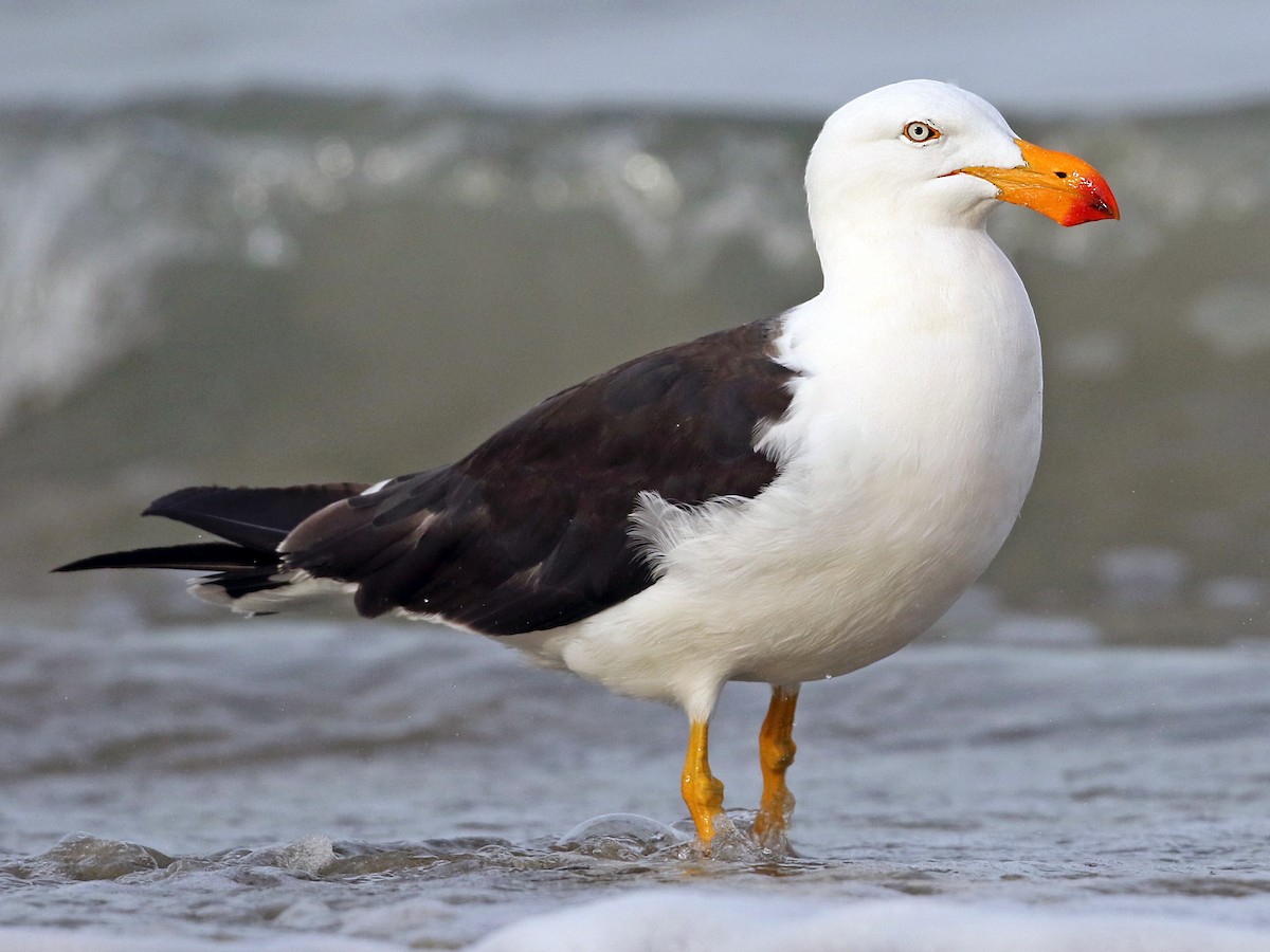 Pacific Gull - Larus pacificus - Birds of the World