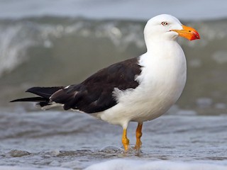  - Pacific Gull