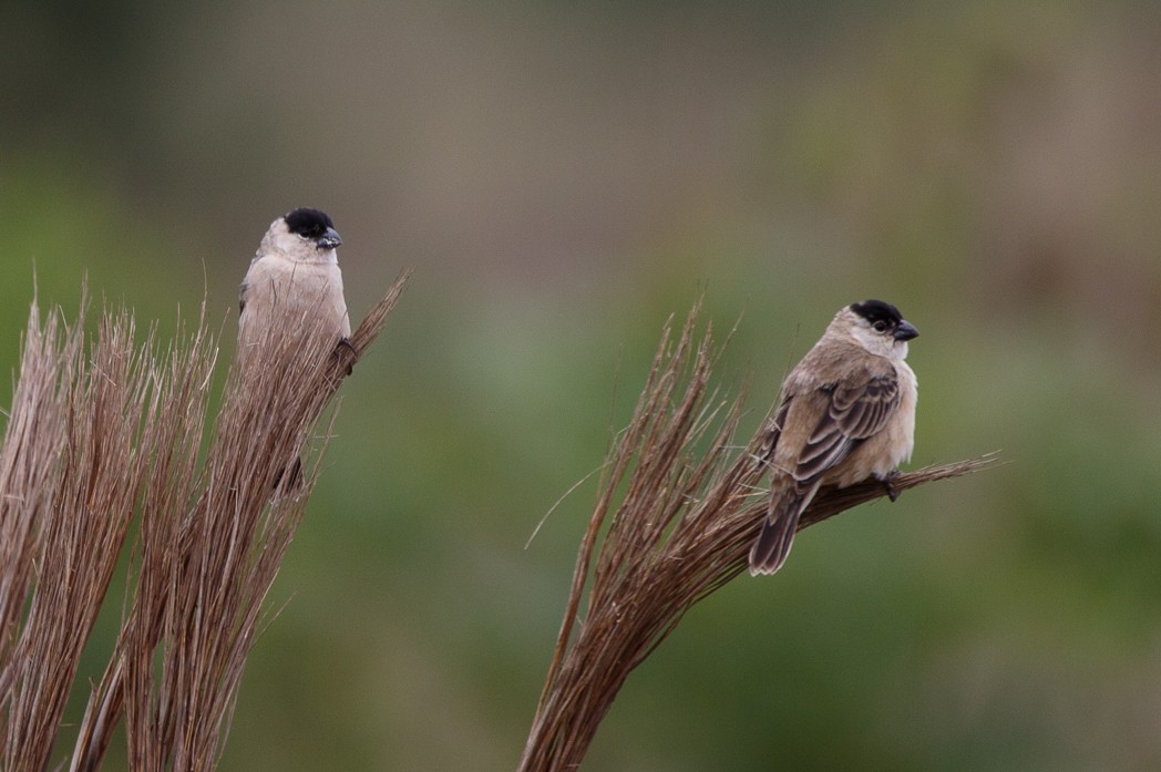 Pearly-bellied Seedeater - ML122551171