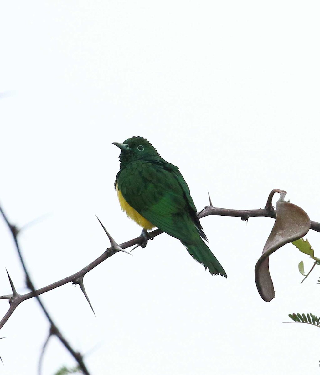 African Emerald Cuckoo - Nick Lethaby