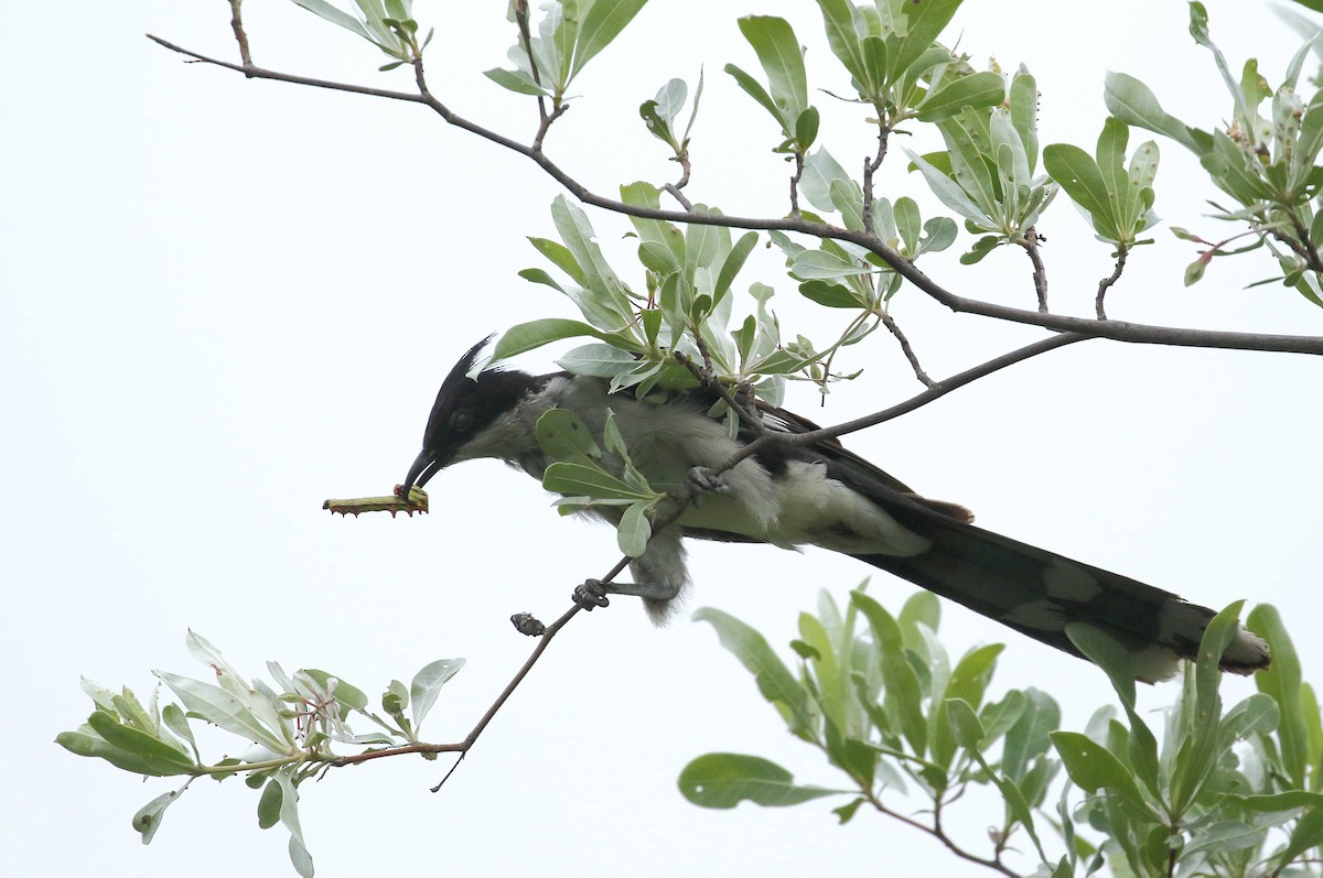 Pied Cuckoo - Nick Lethaby