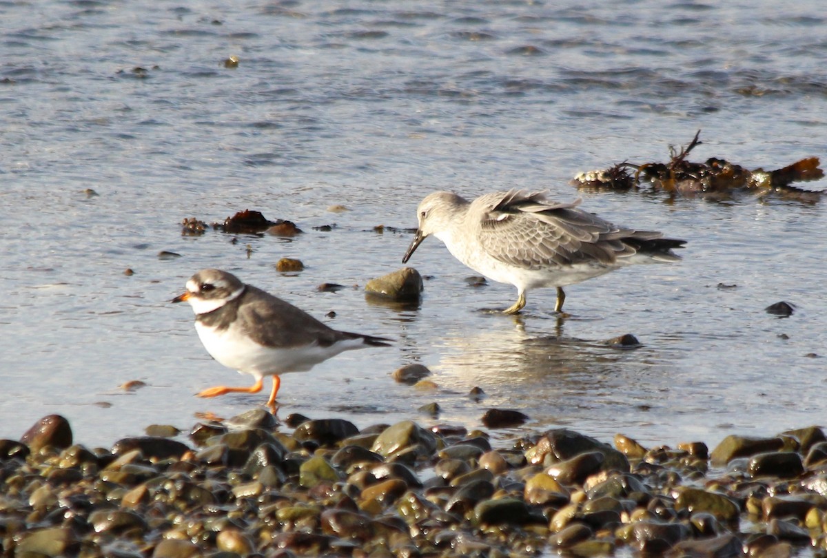 Red Knot - ML122556011