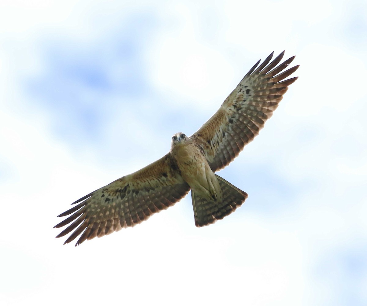 Ayres's Hawk-Eagle - Nick Lethaby