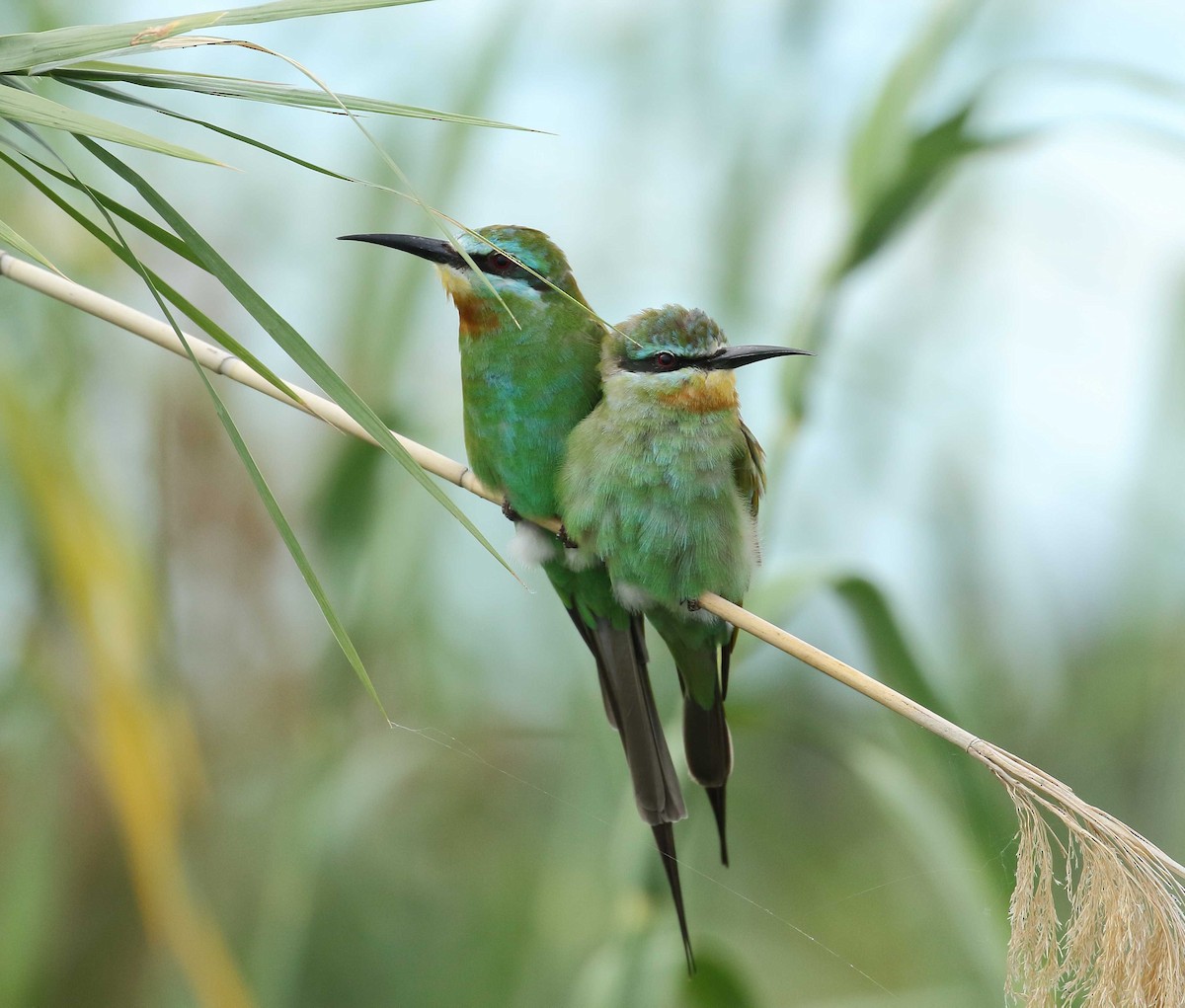 Blue-cheeked Bee-eater - ML122557071