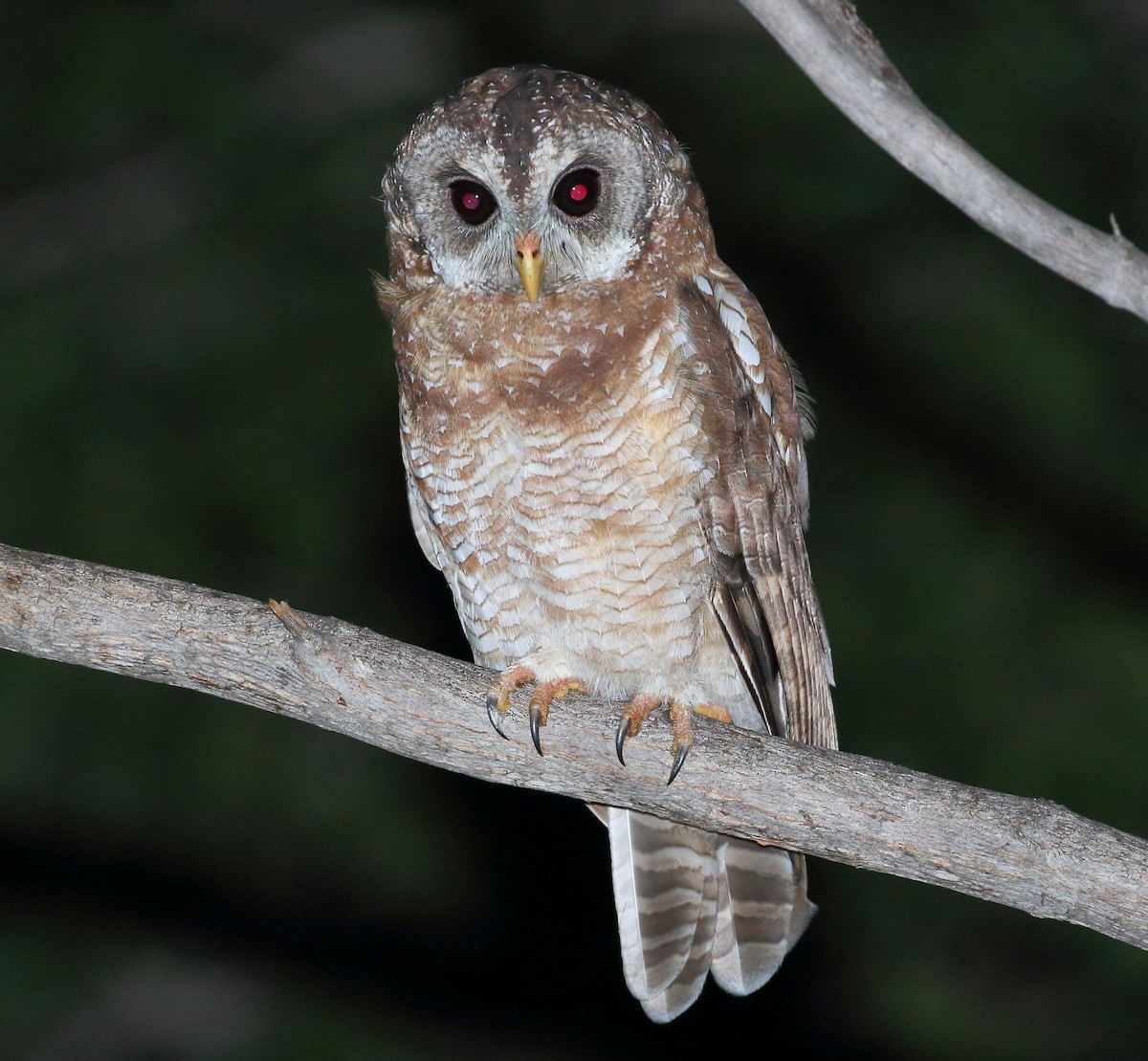 African Wood-Owl - ML122557261