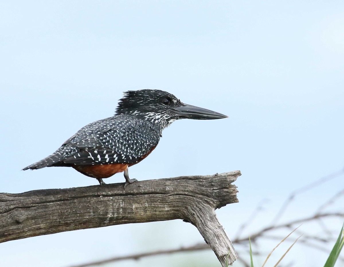 Giant Kingfisher - Nick Lethaby