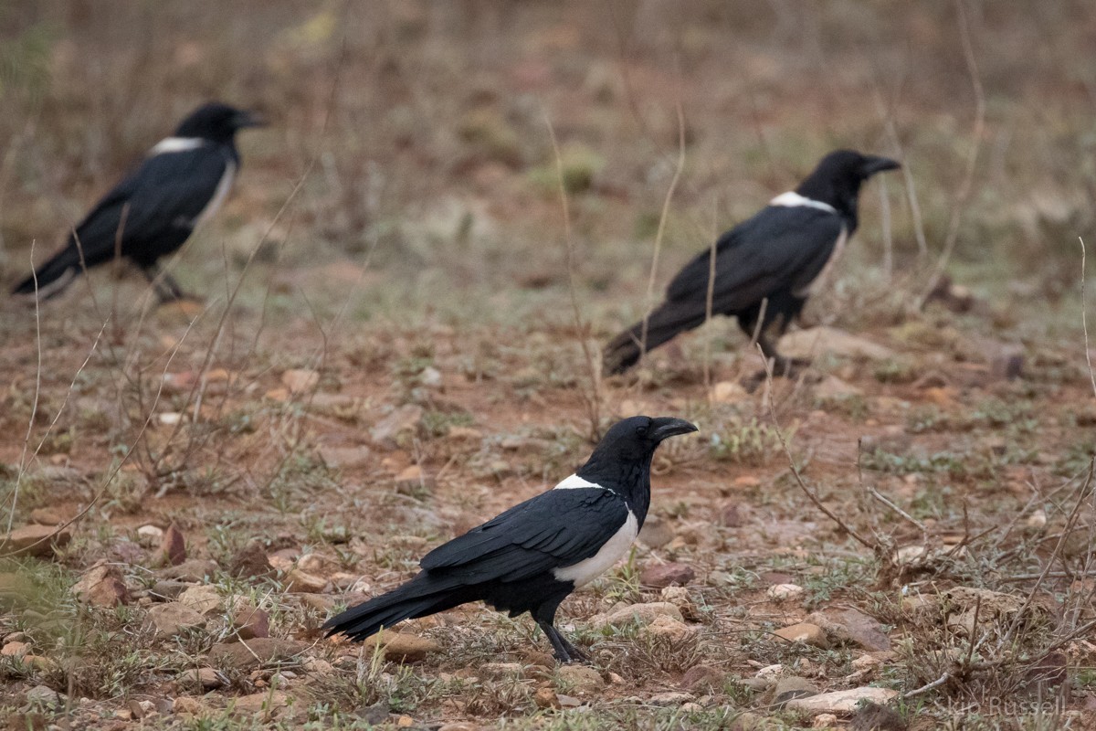 Pied Crow - Skip Russell