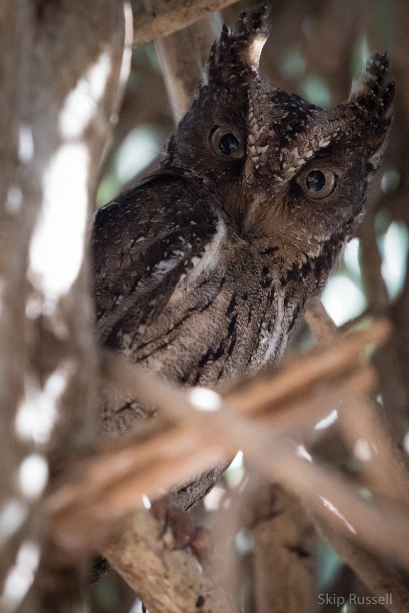 Madagascar Scops-Owl (Torotoroka) - ML122558711