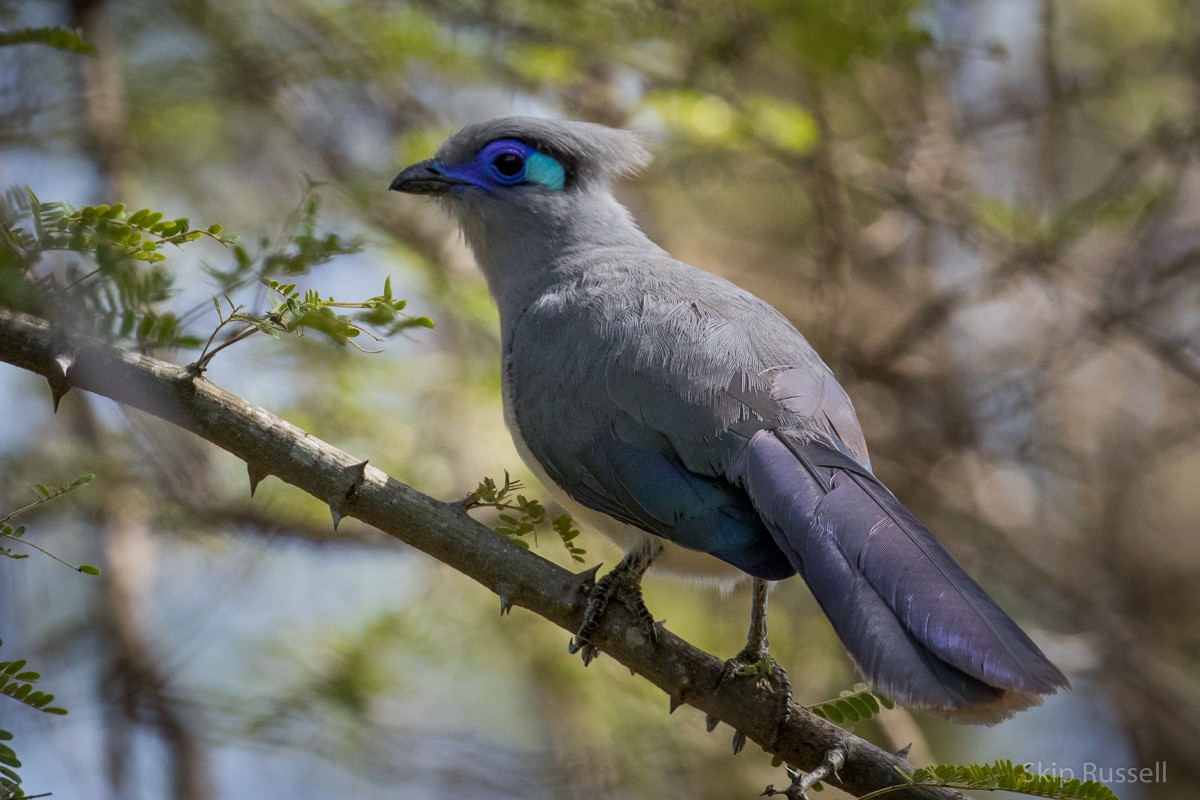 Crested Coua - ML122558791