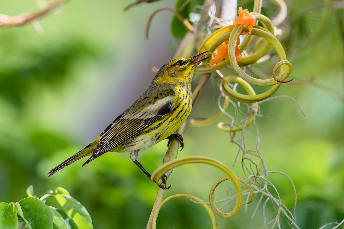 Cape May Warbler - ML122558911