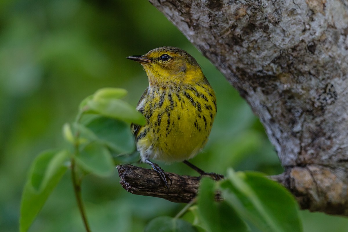Cape May Warbler - ML122558981
