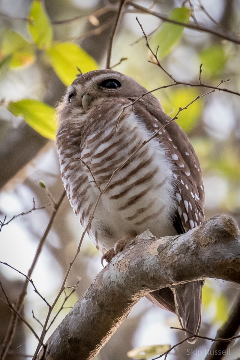 White-browed Owl - ML122559061
