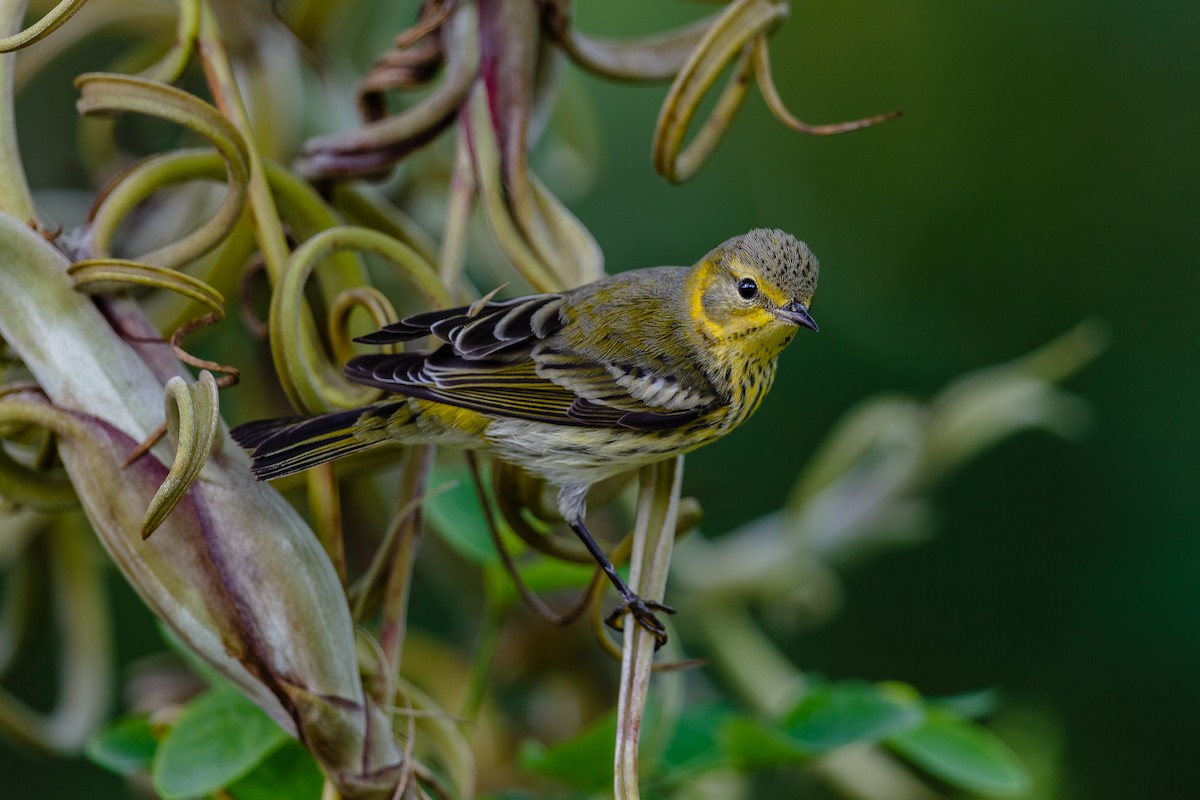 Cape May Warbler - ML122559071