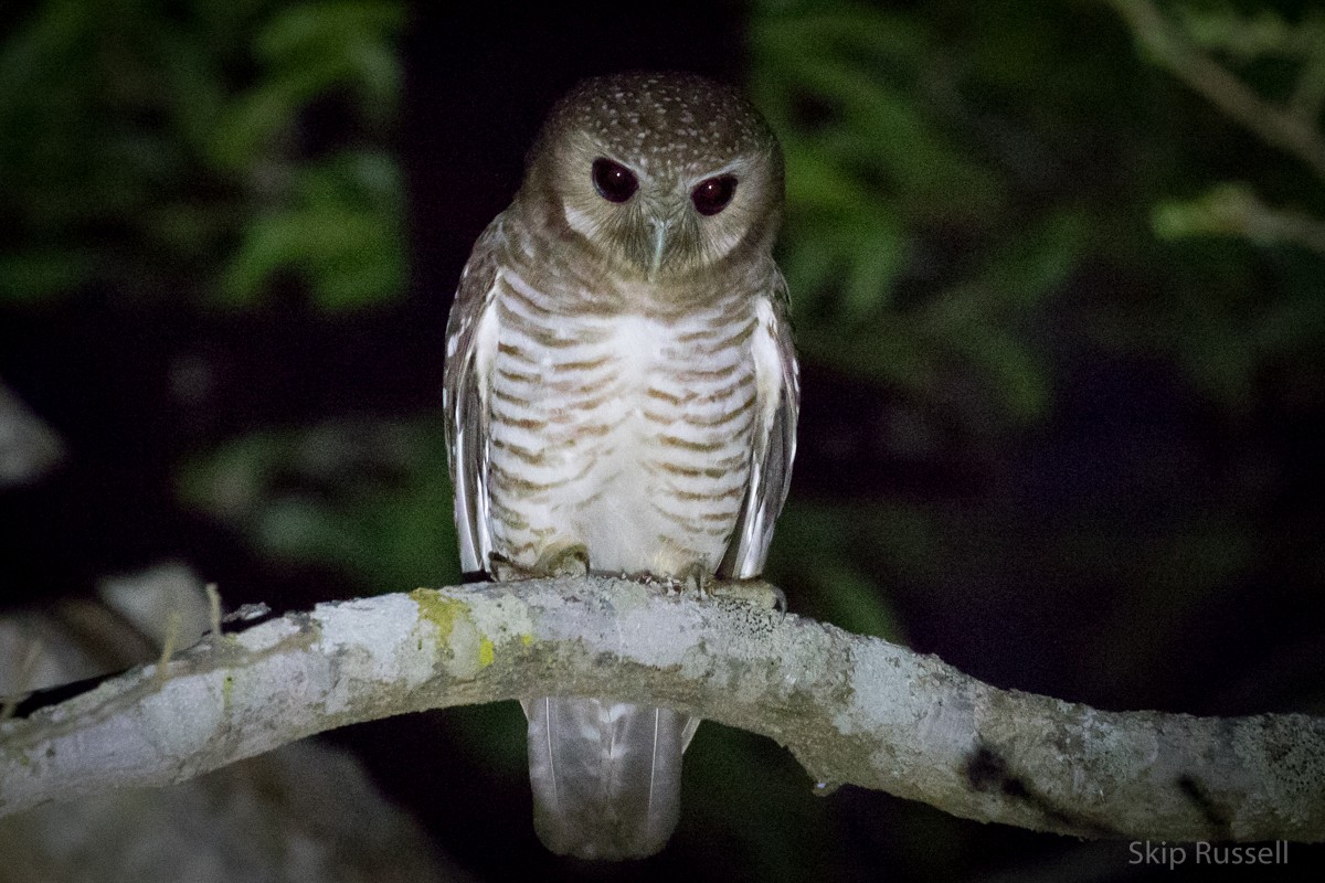 White-browed Owl - ML122559081