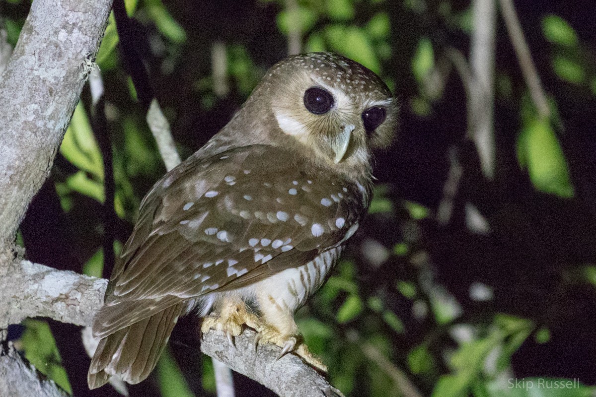 White-browed Owl - Skip Russell
